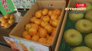 岐阜市中央卸売市場から夏が旬の野菜を紹介!