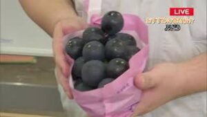 岐阜市中央卸売市場から今が旬の（宿儺かぼちゃ・ぶどう）を紹介！