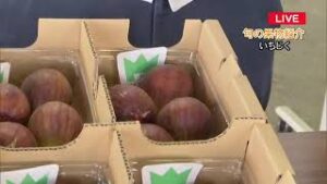 岐阜中央卸売市場から旬の果物を紹介